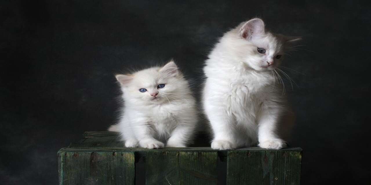 İki kedi birbiriyle nasıl alıştırılır? Eve yeni gelen kediyle eski kediyi tanıştırma