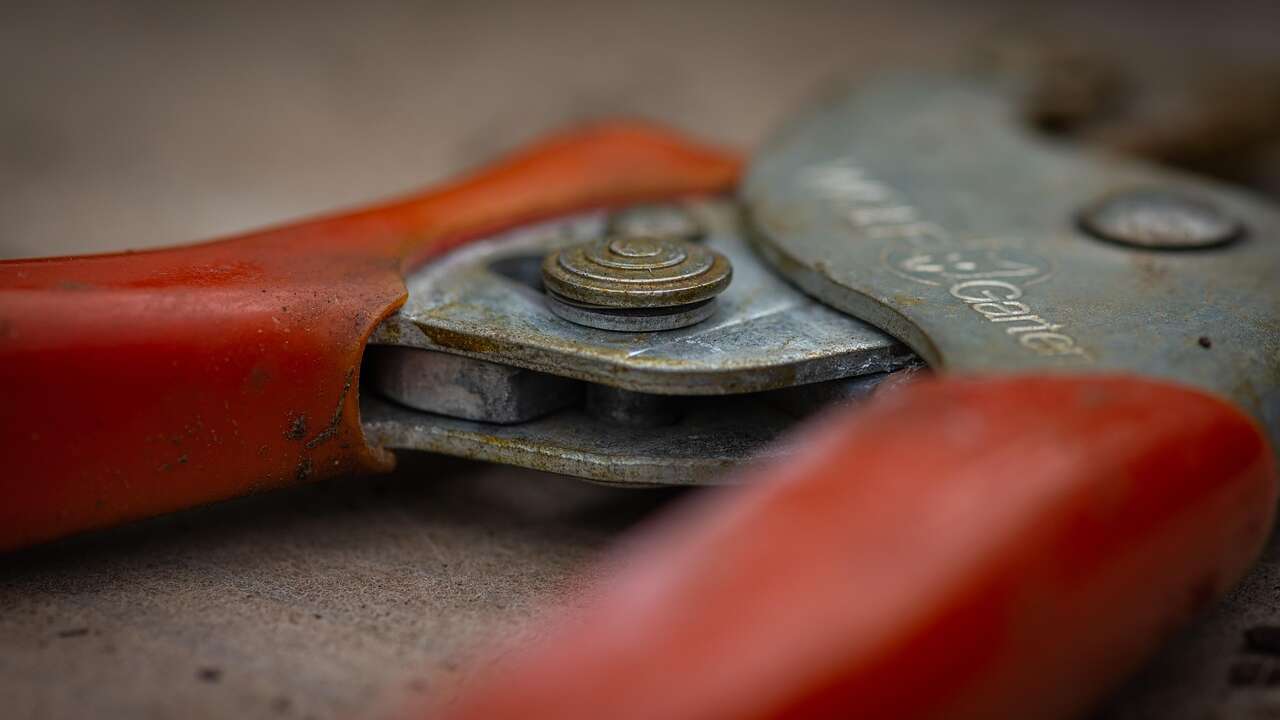 Şubat geldiğinde mutlaka budanmalı! Çok daha hızlı büyüyen 5 ağaç ve bitki