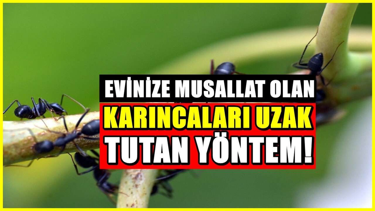 Evdeki karıncaları yok ediyor! Üstelik kimyasal kullanmanıza gerek kalmıyor