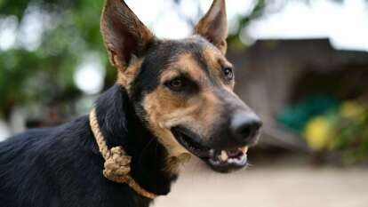 İstanbul Valiliği'nin sokak hayvanı genelgesine karşı dava: ''Bu işlem yetki gaspıdır''